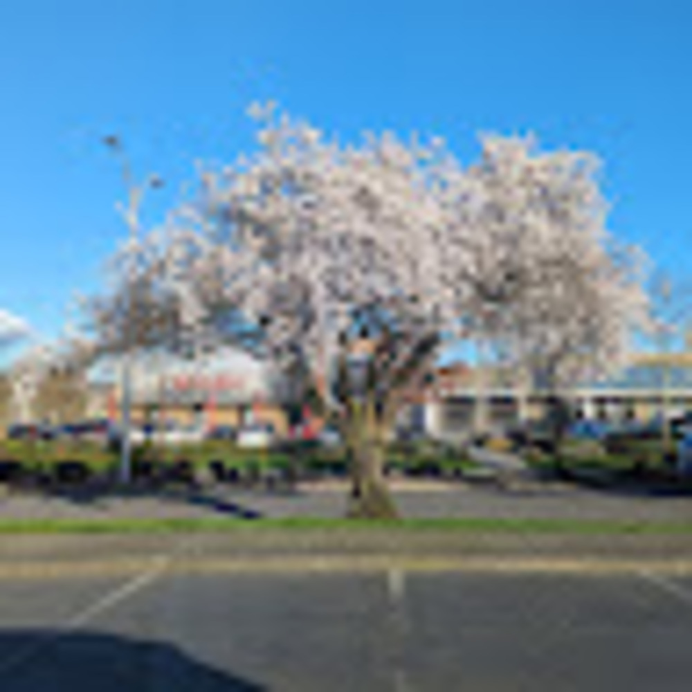 Meet your Posher, Isabella